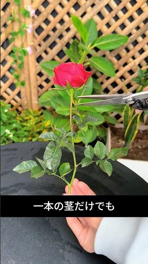 No Need to Buy Roses! How to Propagate Roses in Water and Get Roots in 30 Days
