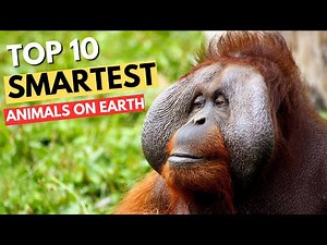 Top 10 Smartest Animals on Earth | The Brainiacs of the Animal Kingdom