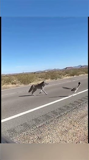 世界上奔跑速度最快的鸟类｜走鹃（Road Runner）的惊人速度