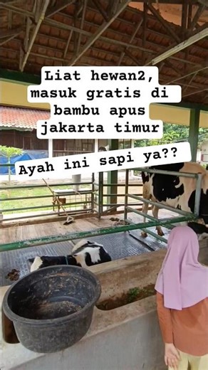 Taman kelinci bambau apus, tidak ada tiket masuk gratis #ayahdananak #dailyvlogs #parenting #sapi