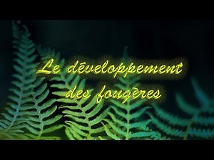 Le développement des fougères