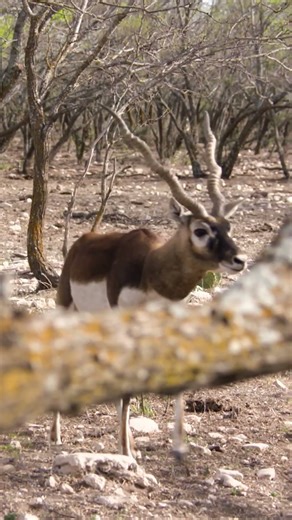 BLACKBUCK almost ran us over! #texas #blackbuck #hunting #antelope #mossyoak #savagearms