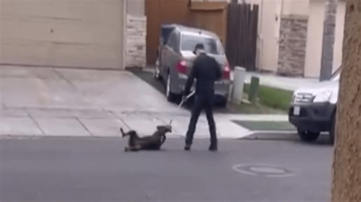 Video of Los Banos officer dragging dog sparks controversy, police defend actions