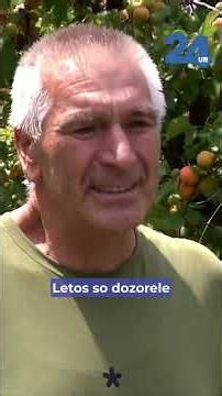 24UR | V Vipavski dolini letos marelice obilno rodijo in zorijo prej kot običajno.