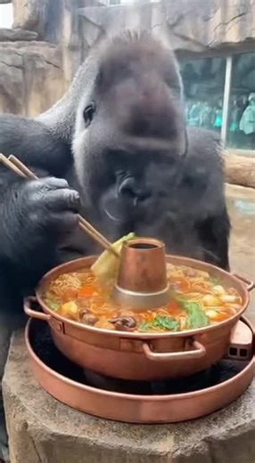 Can Gorillas Use Chopsticks? Funny Hot Pot Video