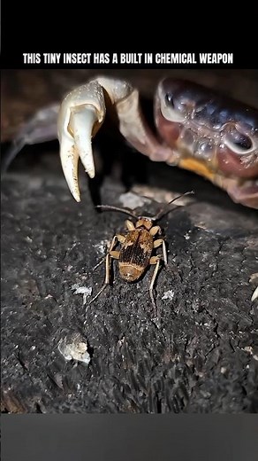 Bombardier Beetle: The Most Overpowered Defense System in the Insect World