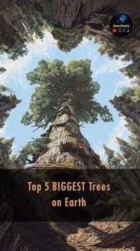 Top 5 Biggest Tree on Earth #facts #tree