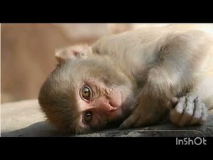 Nine things you should know about monkeys