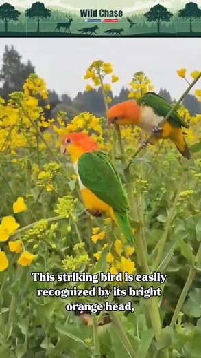 Black-Headed Caique – The Playful Clown of the Rainforest 🌿🐦#highlight #africananimal