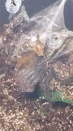 Spider molting in L2