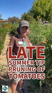Pruning the tip of tomato plants in the late season is a common technique to help encourage the fruit to ripen before the end of the growing season. Here's how to do it: 1. Identify the Growing Tips - Look for the main stem and any side shoots (also known as suckers) that continue to grow upward. These growing tips are where the plant is putting energy into producing new leaves and flowers. 2. Timing: - Late season, .This usually occurs in late summer to early fall, depending on your climate. 3.