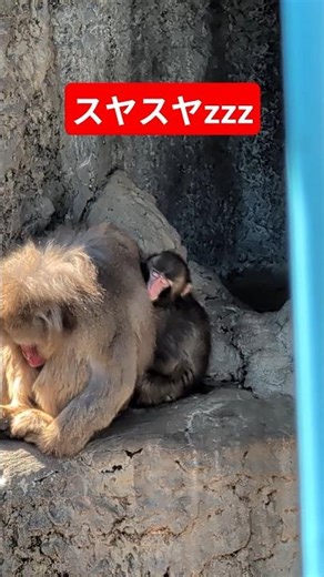 [3/14 Punch-kun] Punch-kun sleeps soundly, feeling the warmth #GoPunch #Punch-kun #monkey