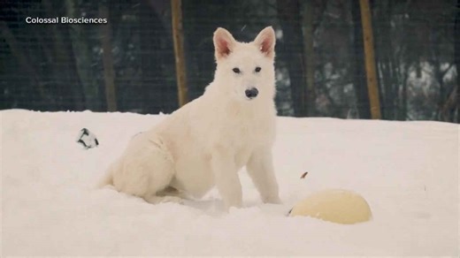 A comeback 13,000 years in the making: De-extinction company breed three dire wolves