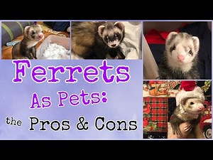 Ferrets as Pet: the Pros and Cons