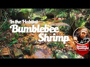 Bumblebee Shrimp in the Wild