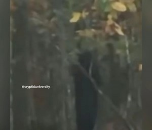 49K views · 768 reactions | A MASSIVE Sasquach follows a man out of the woods & recorded on Instagram live stream in Batesville, Mississippi! | Cryptid University | Facebook