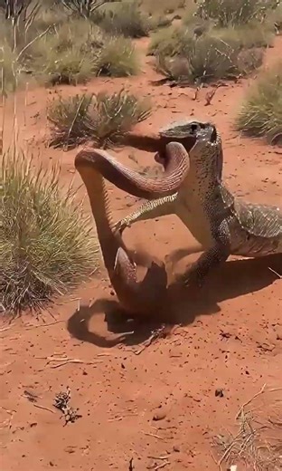 Monitor Lizard vs Snake