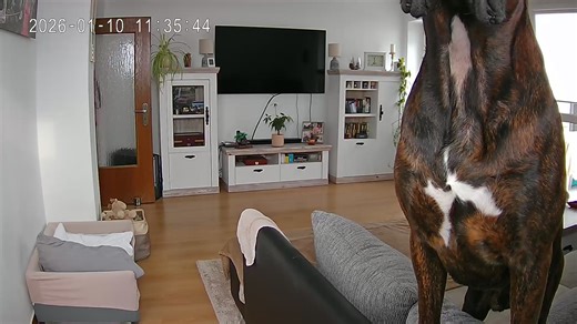 Lucky German Boxer Home Alone Caught on Camera