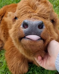 4.8M views · 259K reactions | The little tongue... 凉 凉 | UNILAD | Facebook