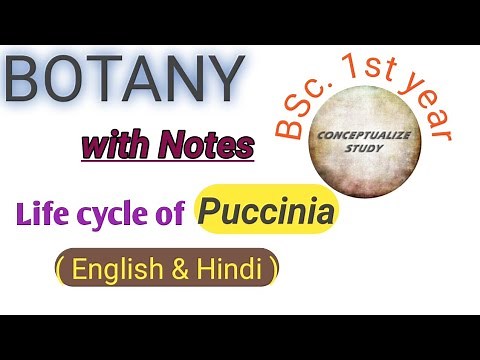 Life cycle of Puccinia graminis || BSc. first year @conceptualizestudy