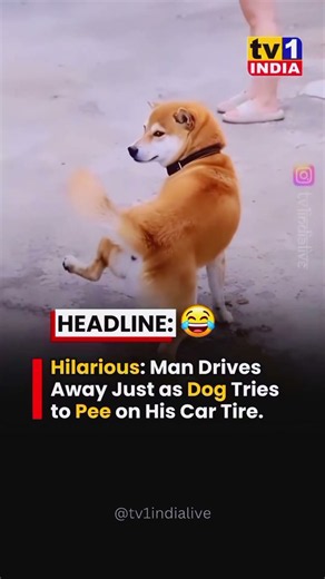 hilarious.man drives away just as tried to pee on this car and tried #funny face 😈