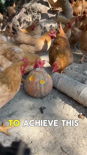 China’s Genius Way to Raise Hens🐓