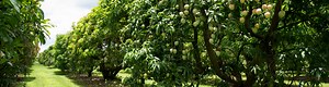 Planning A Tropical Fruit Grove - UF/IFAS Extension Collier County