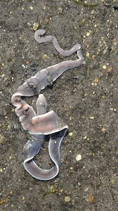 This is a ribbon #worm (Nemertea). 🪱 It lacks specialized gills and instead respires through the surface of its skin. | Science Channel