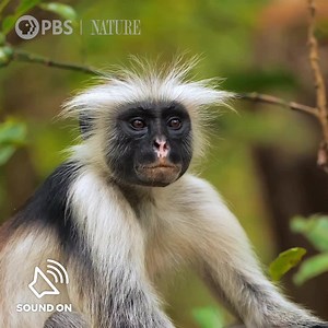 Quit monkeying around and get back to work! But first, enjoy one minute of soothing nature... [VID: Compilation footage of red colobus monkeys.] | Nature | PBS