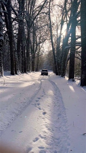 Алея ліп, моцны мароз #snow #winter #hummer #nature