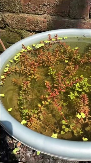 Outdoor pond satisfying video #aquarium #fishkeepinghobby #fish #aquascapegallery ￼