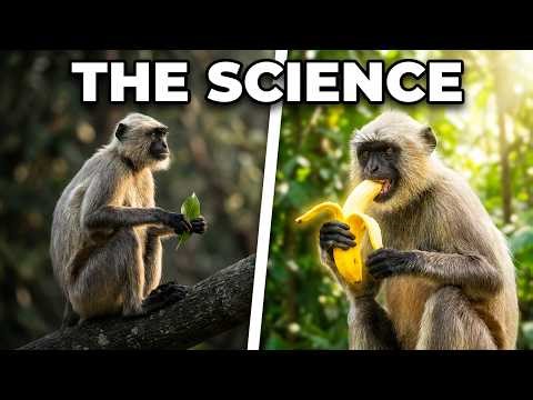 Why Do Langurs Love Bananas The Surprising Scientific Reason! 🐒🍌