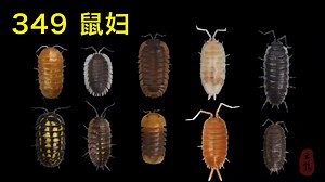 349 鼠妇——别名潮虫、西瓜虫_哔哩哔哩_bilibili