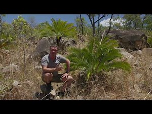 The Petford Blue Sago (Cycas platypylla) an amazing Australian cycad species.
