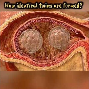 HOW IDENTICAL TWINS ARE FORMED: Watch the formation process of twins