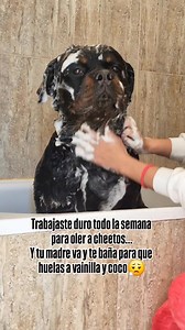 837K views · 28K reactions | Humanos....‍藍 #rottweilerworld | Buddy Mumbrafer Sara Diez | Facebook