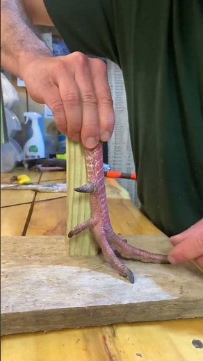 How to: preserving a wild Turkey foot