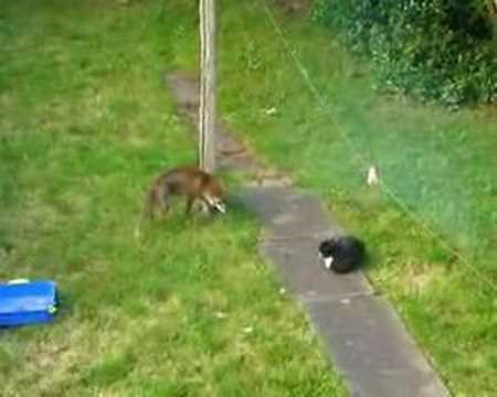 Fox v Cat