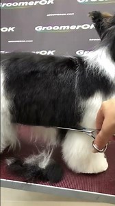 Adorable Biewer Terrier Transformation: Professional Dog Grooming Tutorial! 🐶✨