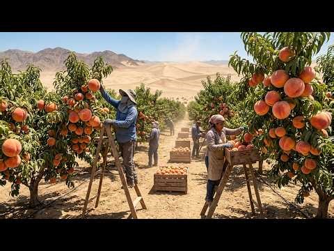 24h Planting Peach Trees in the Driest Place on Earth – Success or Failure?