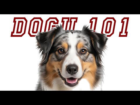 Meet the Dog That Rules the Ranch!