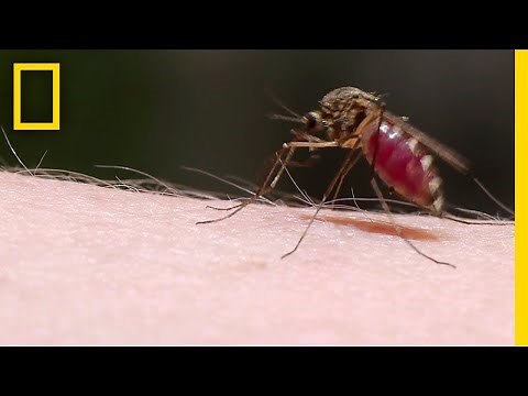 See How Mosquitoes Use Stealth to Steal Your Blood | National Geographic