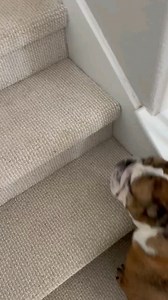 Bath time is a breeze when your bulldog loves baths! Look at Nancy Go! She is still searching for someone to be her couch cuddler and a bathtime scrubber 🛀 Here's her link for that apply button ❤️ https://austinbulldogrescue.com/dog/nancy/ | Austin Bulldog Rescue