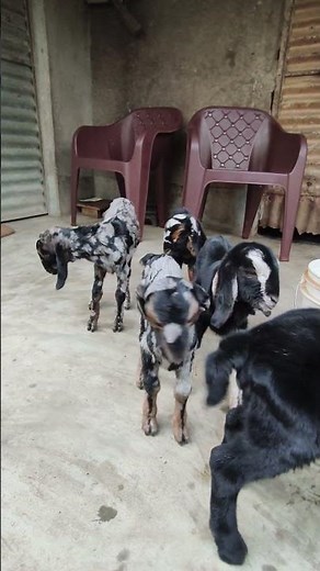 baby goat bleating sound