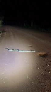 Beautiful iridescence of a water python, often nicknamed the “rainbow serpent”[📹rickymack_]