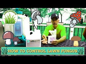 How to Control Lawn Fungus