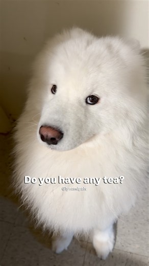 No more adult responsibilities 🥲 #shorts #samoyed #ragdoll