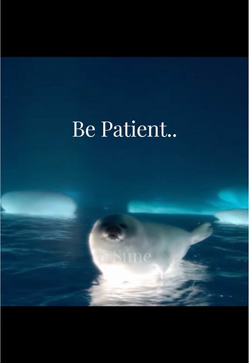 Harp Seal Pups: Adorable Nature Moments