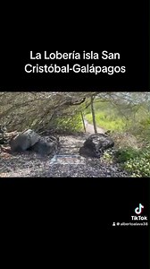 Visita la Lobería en San Cristóbal Galápagos | Radio Encantada Galápagos