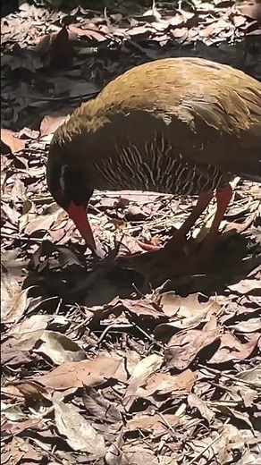 ヤンバルクイナ生態展示学習施設